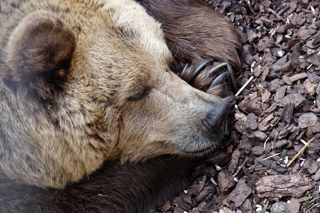 This bear, who is quietly dreaming about eating your picnic.