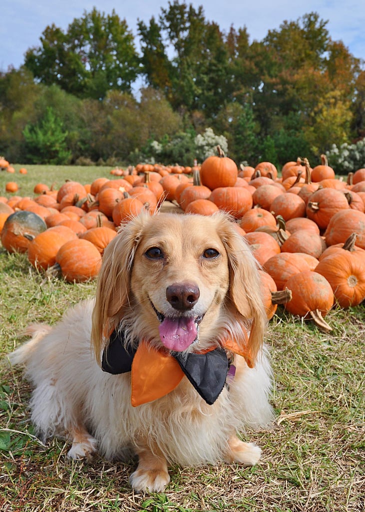 Cute Photos of Dogs in the Fall