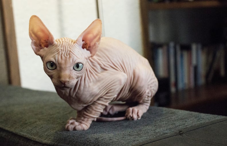 最好的猫品种首次业主:Sphynx