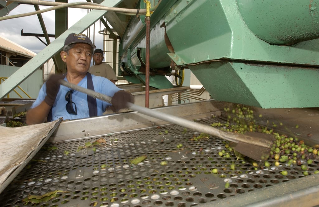 Washed, or wet, processing is one method. How Coffee is Made