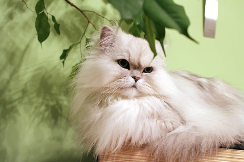 Leo (July 23-Aug. 22): Persian Cat