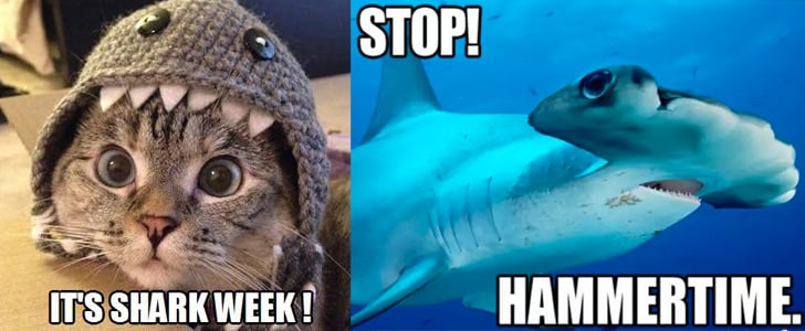 funny shark week meme