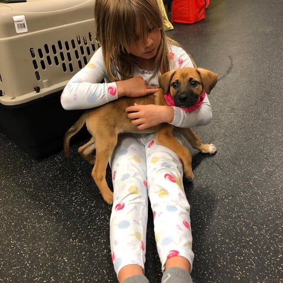 Pink Rescues Dog Named Nash March 2019