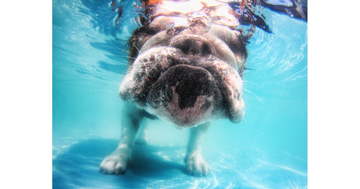 Get Wet! Pet Photography Tips From Underwater Dogs' Seth Casteel