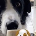 This TikTok Dog-Friendly Ice Cream Recipe Is Almost Too Easy!