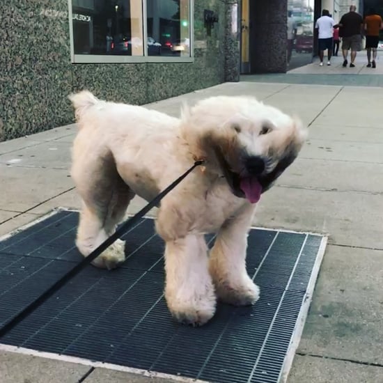 Video of Dog Standing Over Sidewalk Grate