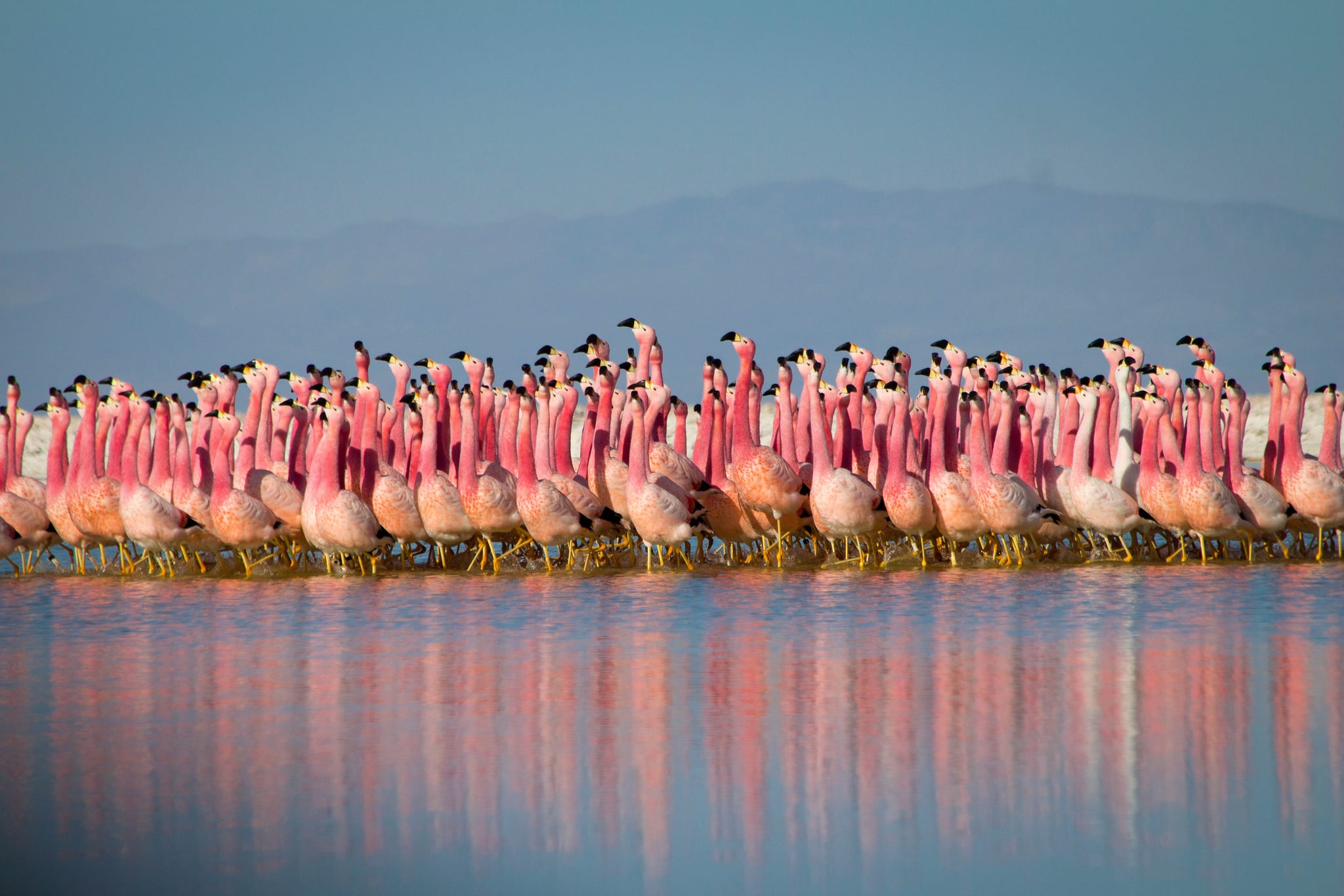 WARNING: Embargoed for publication until 00:00:01 on 25/07/2020 - Programme Name: Planet Earth A Celebration - TX: n/a - Episode: Planet Earth A Celebration (No. n/a) - Picture Shows: A group of flamingos performs a courtship dance in a salt lake on the arid Altiplano region of the High Andes.   - (C) NHU - Photographer: NHU