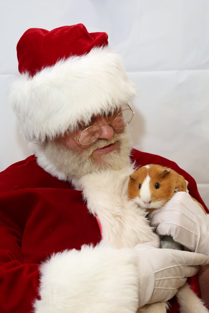 Pets Meeting Santa