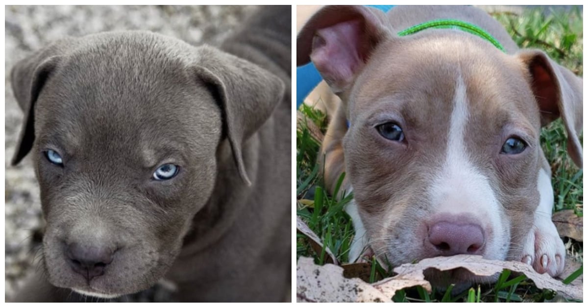 cute photos of pit bulls popsugar uk pets