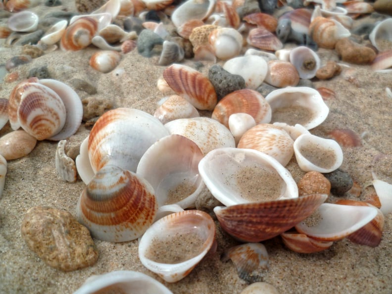 Collect seashells.