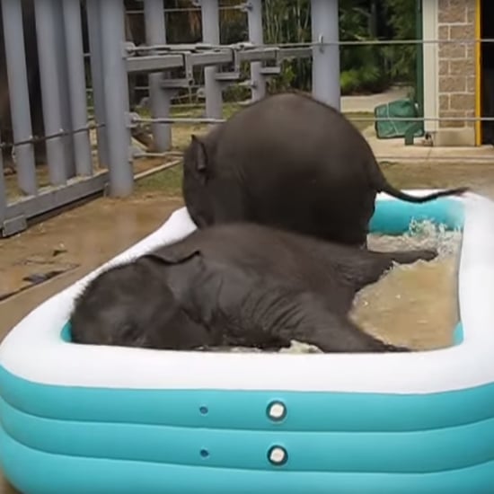 Baby Elephants in Pool