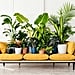 Best Indoor House Plants From Bloomscape