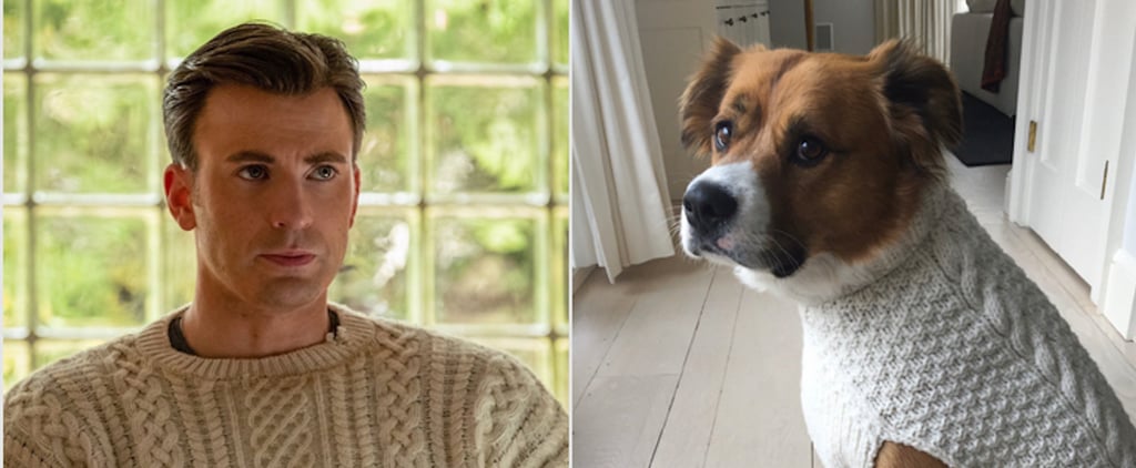 Chris Evans Gave His Dog a Matching Knives Out Sweater