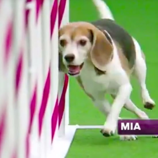 Mia the Beagle Agility Video | Westminster 2017