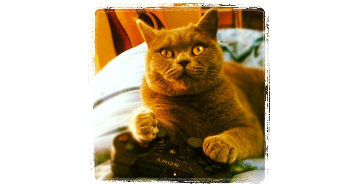 "Don't worry, I got this." | Cats Playing Video Games | POPSUGAR Tech