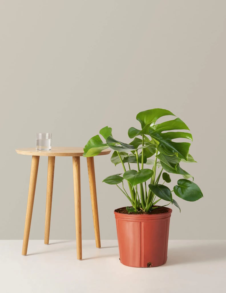 For the Plant-Lover: Monstera Deliciosa