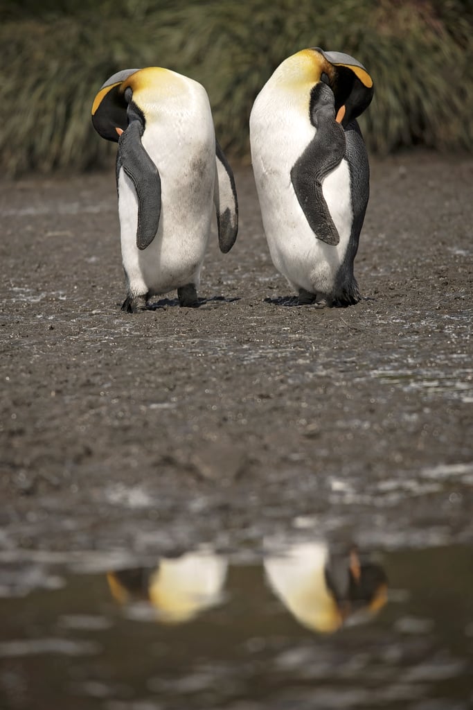 Antarctica King Penguins
