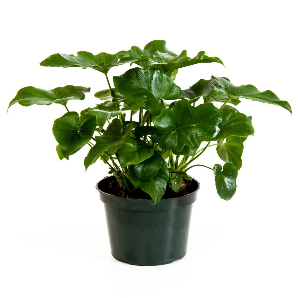 Philodendron Selloum