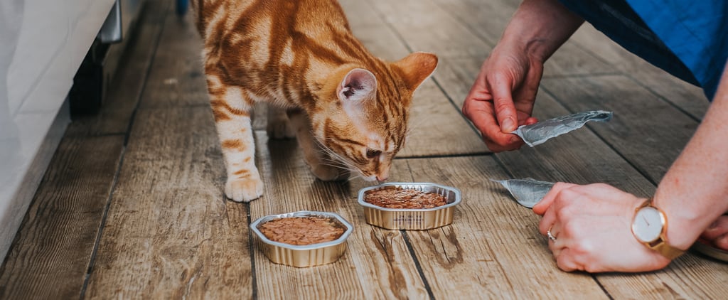 Why Does My Cat Pretend to Bury Its Food?