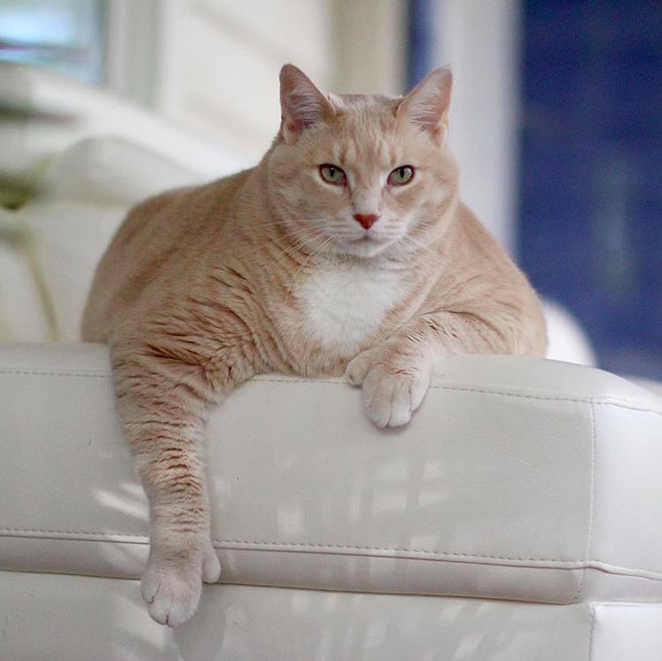 Photos of Bronson the 33-Pound Cat