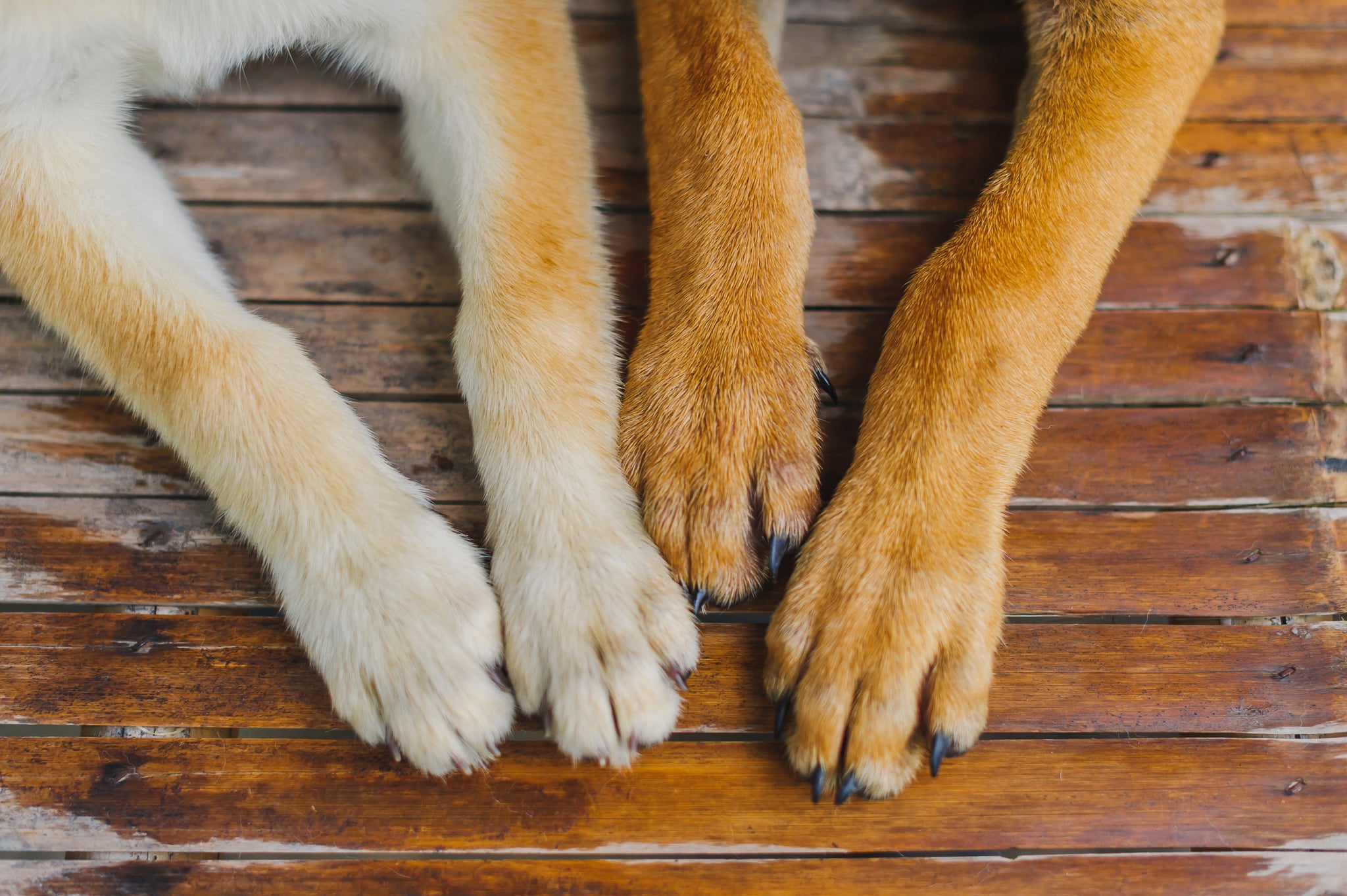 how to keep dog from chewing paws