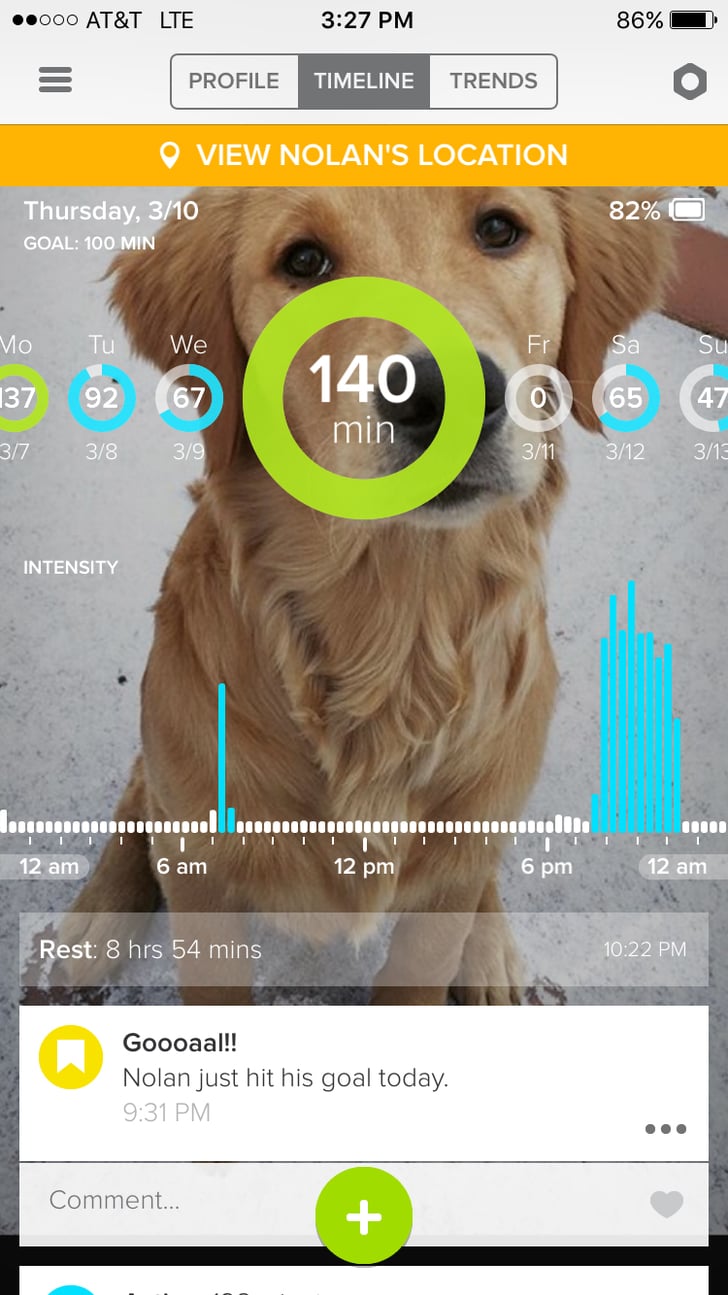 Best Device — Whistle Fitness Trackers For Dogs