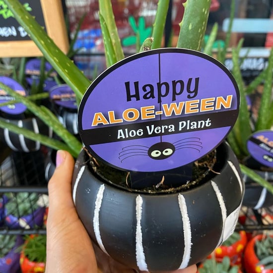 Trader Joe's Has "Happy Aloe-Ween" Plants For Halloween