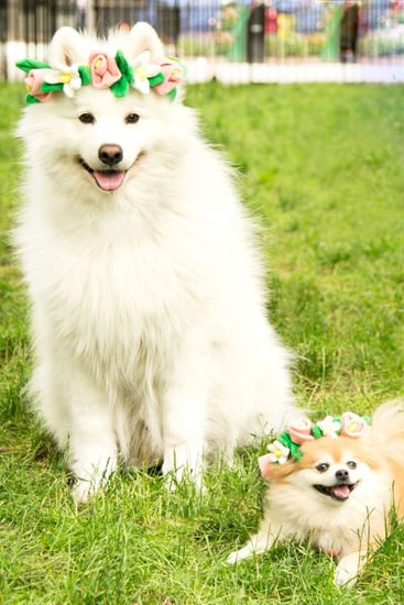 Cute Dog Flower Crown Popsugar Family
