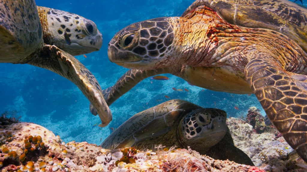 Green turtles in Sipadan, Borneo, competing for a spot at a cleaning station.