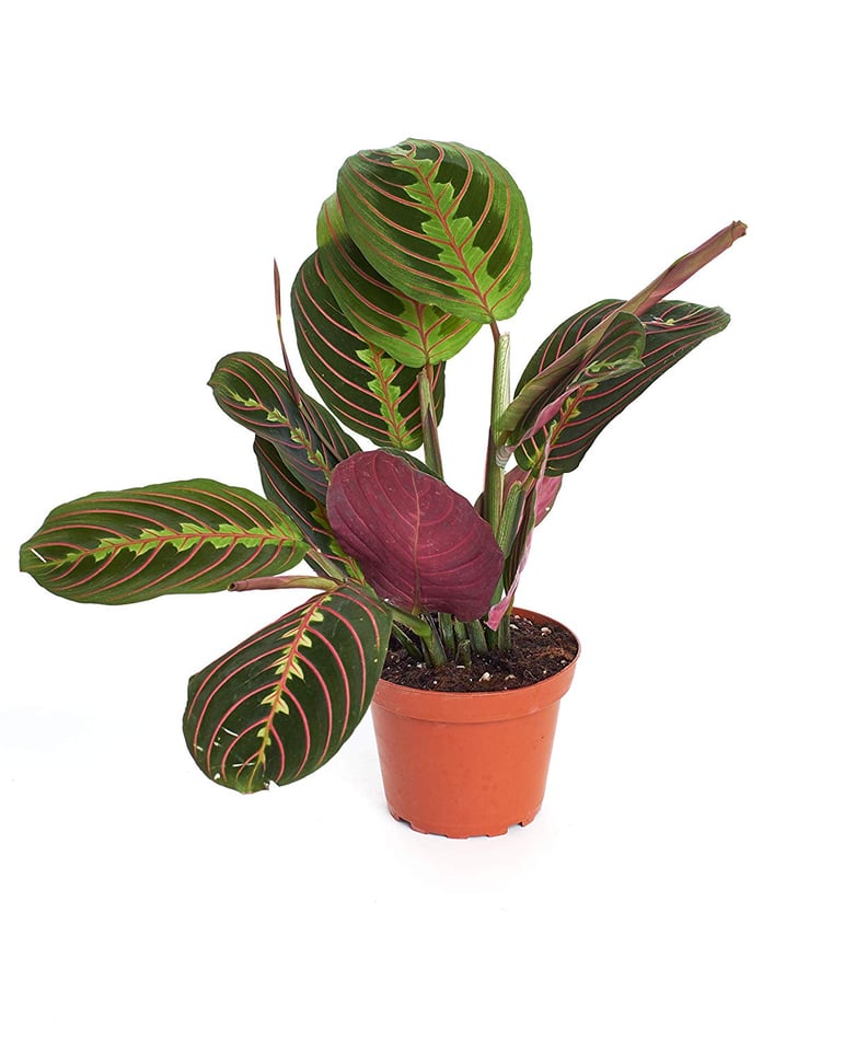 Prayer Plant