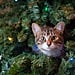 How to Stop a Cat From Climbing the Christmas Tree