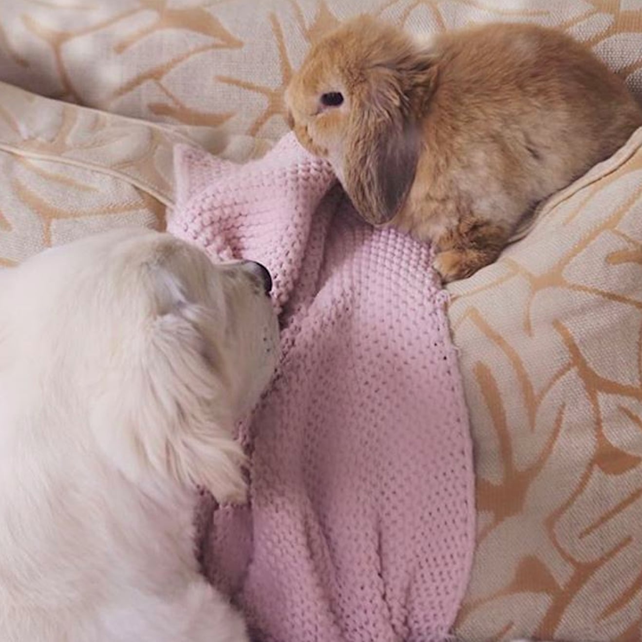 See Cute Pictures of a Golden Retriever and Bunny Rabbit | POPSUGAR Pets
