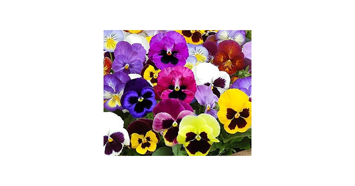 Pansies Where to Buy Edible Garden Plants Online POPSUGAR Home Photo 9