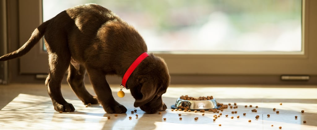 Lazy Dog Eating Video