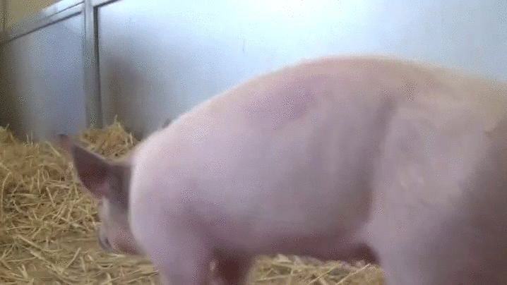Pig GIFs