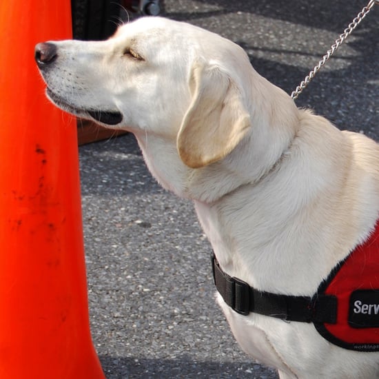 Service Dog Banned From School