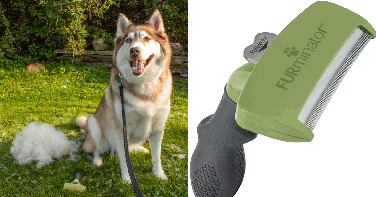 How Often Can You Furminate Your Dog