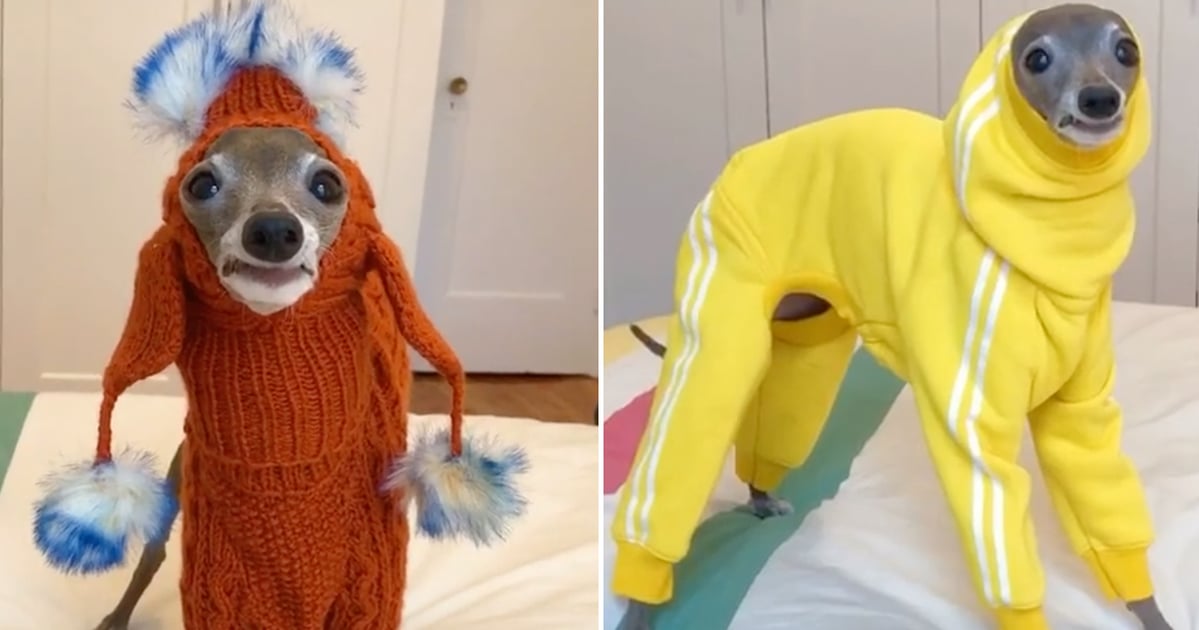 Funny italian sales greyhound videos