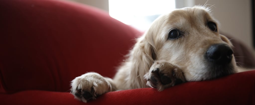 How Do I Know If My Dog Is Depressed?