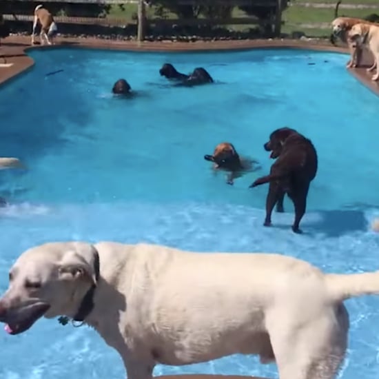 Video of a Dog Having a Birthday Pool Party
