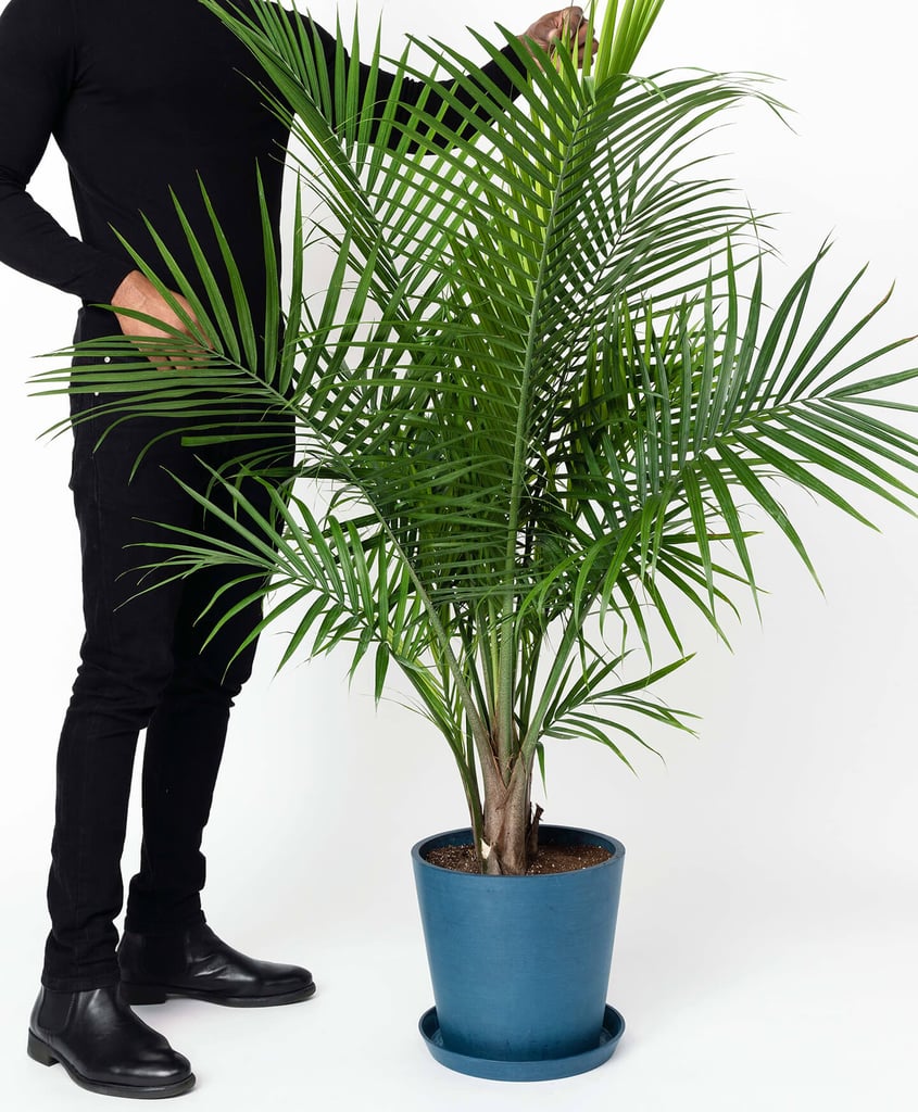 Large Potted Majesty Palm Indoor Plant