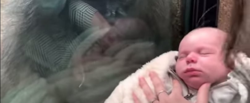 Gorilla Mom Bonds with Human Mom and Baby at Boston Zoo