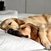 Kylo and Vader Golden Retrievers Who Cuddle