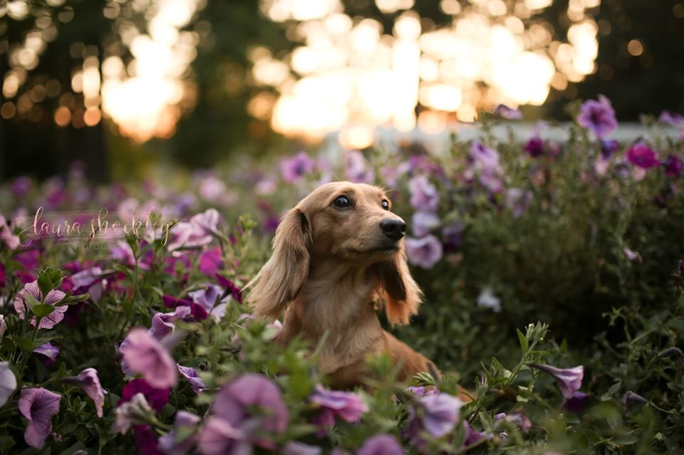 Dachshund Maternity Shoot