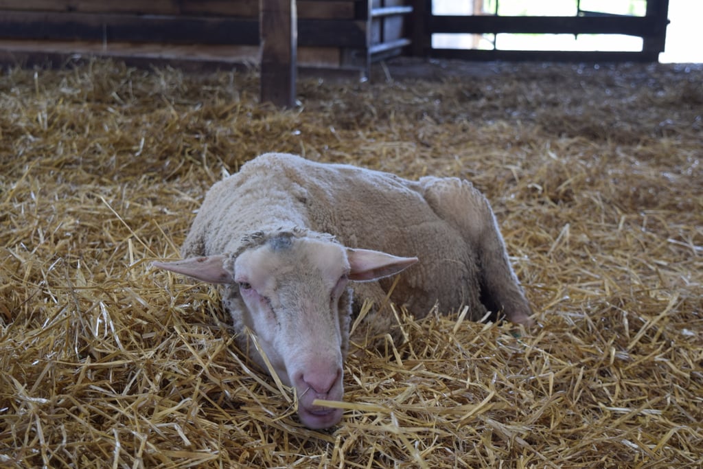 Farm Sanctuary Pictures