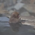 These Snow Monkeys Chill in a Hot Spring, Give Zero F*cks