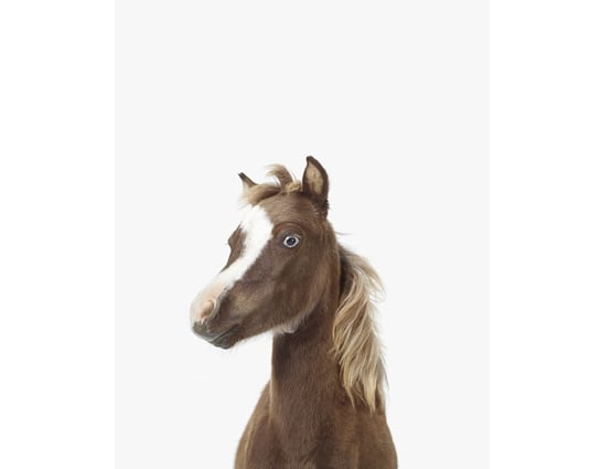 baby horse print