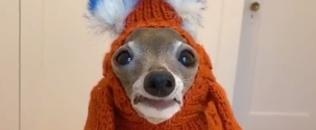 Sassy Italian Greyhound Tries on Outfits | TikTok Video