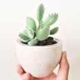 To Do: Liven Up Your Workspace With a Bear Paw Succulent