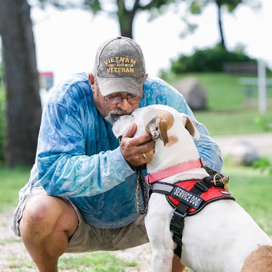 Pit Bull Helps Vietnam Vet Living With PTSD